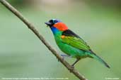 Red-necked Tanager, Ubatuba, São Paulo, Brazil, November 2006 - click for larger image