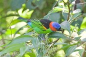 Male Red-necked Tanager, Serra de Baturité, Ceará, Brazil, October 2008 - click for larger image