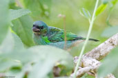 Immature Red-necked Tanager, Serra de Baturité, Ceará, Brazil, October 2008 - click for larger image