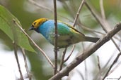 Gilt-edged Tanager, Boa Nova, Bahia, Brazil, October 2008 - click for larger image