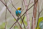 Gilt-edged Tanager, Boa Nova, Bahia, Brazil, October 2008 - click for larger image