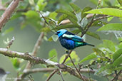 Blue-necked Tanager, Montezuma, Tatama, Risaralda, Colombia, April 2012 - click for larger image