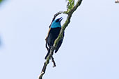 Blue-necked Tanager, Loreto Road, Ecuador, November 2019 - click for larger image