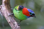 Red-necked Tanager, Ubatuba, São Paulo, Brazil, July 2002 - click for larger image