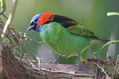 Red-necked Tanager, Ubatuba, São Paulo, Brazil, July 2002 - click for larger image