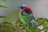 Red-necked Tanager, Ubatuba, São Paulo, Brazil, July 2002 - click for larger image