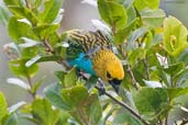 Gilt-edged Tanager, Chapada Diamantina, Bahia, Brazil, July 2002 - click for larger image