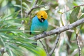 Gilt-edged Tanager, Chapada Diamantina, Bahia, Brazil, July 2002 - click for larger image