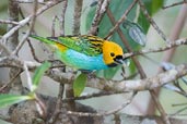 Gilt-edged Tanager, Chapada Diamantina, Bahia, Brazil, July 2002 - click for larger image