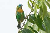 Brassy-breasted Tanager, Intervales, São Paulo, Brazil, April 2004 - click for larger image