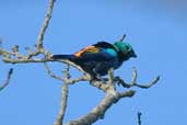 Seven-coloured Tanager, Murici, Alagoas, Brazil, March 2004 - click for larger image