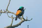 Seven-coloured Tanager, Murici, Alagoas, Brazil, March 2004 - click for larger image