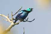 Seven-coloured Tanager, Murici, Alagoas, Brazil, March 2004 - click for larger image