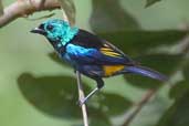 Seven-coloured Tanager, Jaqueira, Pernambuco, Brazil, March 2004 - click for larger image