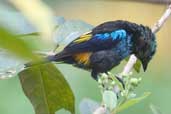 Immature Seven-coloured Tanager, Jaqueira, Pernambuco, Brazil, March 2004 - click for larger image