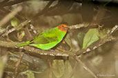 Bay-headed Tanager, Santa Marta mountains, Magdalena, Colombia, April 2012 - click for larger image