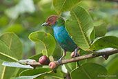 Bay-headed Tanager, Otun-Quimbaya, Risaralda, Colombia, April 2012 - click for larger image