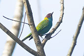 Bay-headed Tanager, Cordillera Escalera, San Martin, Peru, October 2018 - click for larger image