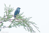 Black-capped Tanager, Santa Marta Mountains, Magdalena, Colombia, April 2012 - click for larger image