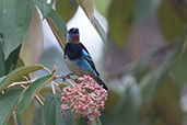 Golden-hooded Tanager, Pico Bonito, Honduras, March 2015 - click for larger image