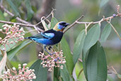 Golden-hooded Tanager, Pico Bonito, Honduras, March 2015 - click for larger image