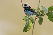 Golden-hooded Tanager, Rio Silanche, Ecuador, November 2019 - click for larger image