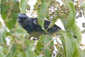 Turquoise Tanager, Linhares, Espírito Santo, Brazil, March 2004 - click for larger image