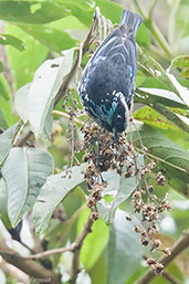 Beryl-spangled Tanager, Rio Blanco, Caldas, Colombia, April 2012 - click for larger image