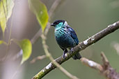 Black-capped Tanager, Refugio Paz de las Aves, Ecuador, November 2019 - click for larger image