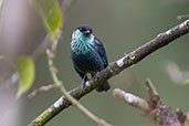 Black-capped Tanager, Refugio Paz de las Aves, Ecuador, November 2019 - click for larger image