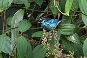 Beryl-spangled Tanager, Cabanas San Isidro, Ecuador, November 2019 - click for larger image