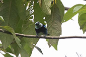 Masked Tanager, Loreto Road, Ecuador, November 2019 - click for larger image