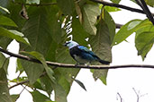 Masked Tanager, Loreto Road, Ecuador, November 2019 - click for larger image