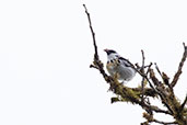 Grey-and-gold Tanager, Amagusa Reserve, Ecuador, November 2019 - click for larger image