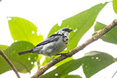 Grey-and-gold Tanager, Amagusa Reserve, Ecuador, November 2019 - click for larger image