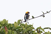 Flame-faced Tanager, Aguas Verdes, San Martin, Peru, October 2018 - click for larger image