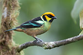 Flame-faced Tanager, Amagusa Reserve, Ecuador, November 2019 - click for larger image