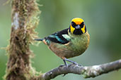 Flame-faced Tanager, Amagusa Reserve, Ecuador, November 2019 - click for larger image