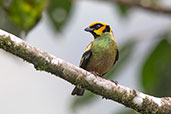 Flame-faced Tanager, Amagusa Reserve, Ecuador, November 2019 - click for larger image