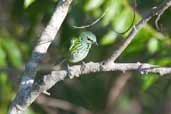 Spotted Tanager, INPA Tower near Manaus, Amazonas, Brazil, August 2004 - click for larger image