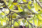 Spotted Tanager, Aguas Verdes, San Martin, Peru, October 2018 - click for larger image