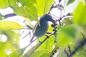 Spotted Tanager, Llanteria, San Martin, Peru, October 2018 - click for larger image