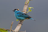 Golden-naped Tanager, Refugio Paz de las Aves, Ecuador, November 2019 - click for larger image