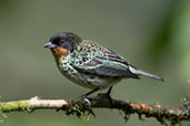 Rufous-throated Tanager, Amagusa reserve, Ecuador, November 2019 - click for larger image