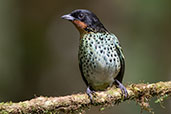 Rufous-throated Tanager, Amagusa reserve, Ecuador, November 2019 - click for larger image