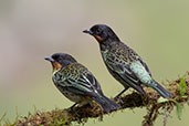 Rufous-throated Tanager, Amagusa reserve, Ecuador, November 2019 - click for larger image