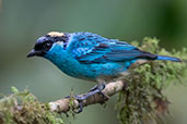 Golden-naped Tanager, Amagusa reserve, Ecuador, November 2019 - click for larger image