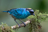 Golden-naped Tanager, Amagusa reserve, Ecuador, November 2019 - click for larger image