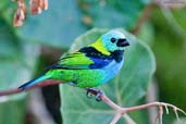 Green-headed Tanager, Camacan, Bahia, Brazil, November 2006 - click for larger image