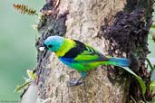 Green-headed Tanager, Itatiaia, Rio de Janeiro, Brazil, November 2006 - click for larger image